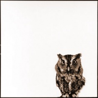 Visions West Gallery :: 1 barn-owl-iii Nine :: Owl V