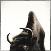 Visions West Gallery :: 1 barn-owl-iii Nine :: Bison I