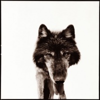 Visions West Gallery :: 1 barn-owl-iii Nine :: Wolf III