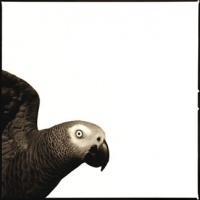 Visions West Gallery :: 1 barn-owl-iii Nine :: Parrot