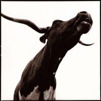 Visions West Gallery :: 1 barn-owl-iii Nine :: Longhorn III