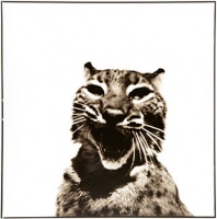 Visions West Gallery :: 1 barn-owl-iii Nine :: Bobcat