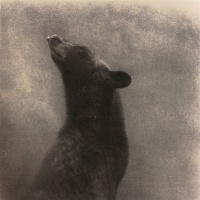 Visions West Gallery :: Bruce :: Bear 1