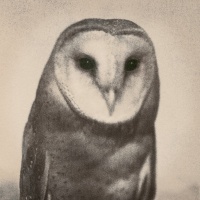 Visions West Gallery :: Bruce :: Barn Owl