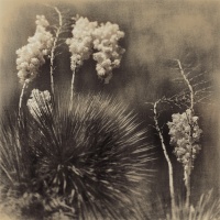 Visions West Gallery :: Bruce :: Desert 3