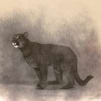 Visions West Gallery :: Bruce :: Puma 1