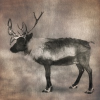 Visions West Gallery :: Bruce :: Reindeer 1