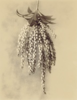 Visions West Gallery :: Bruce :: Untitled 11