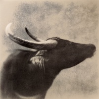 Visions West Gallery :: Bruce :: Water Buffalo 2
