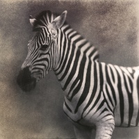 Visions West Gallery :: Bruce :: Zebra 1