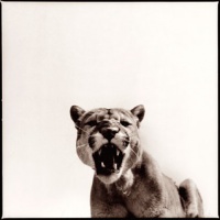 Visions West Gallery :: 1 barn-owl-iii Nine :: Cougar I