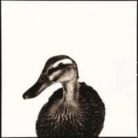 Visions West Gallery :: 1 barn-owl-iii Nine :: Duck