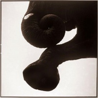 Visions West Gallery :: 1 barn-owl-iii Nine :: Elephant