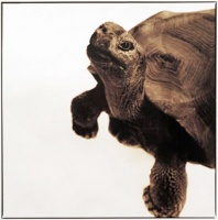 Visions West Gallery :: 1 barn-owl-iii Nine :: Tortoise