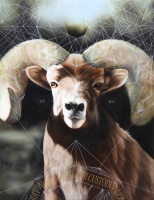 Visions West Gallery :: Bruce :: Sheep