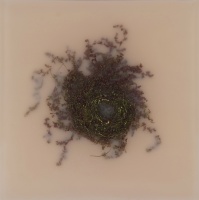 Visions West Gallery :: Bruce :: Knot 275