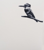 Visions West Gallery :: Bruce :: Belted Kingfisher