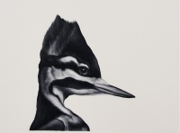 Visions West Gallery :: Bruce :: Ivory-billed Woodpecker