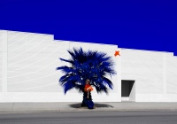 Visions West Gallery :: Bruce :: Palm