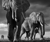 Visions West Gallery :: 1 hot-chicks David :: Big