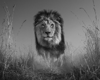 Visions West Gallery :: 1 hot-chicks David :: Lion Signature