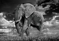 Visions West Gallery :: 1 hot-chicks David :: The Patrician