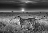 Visions West Gallery :: 1 hot-chicks David :: Serengeti I