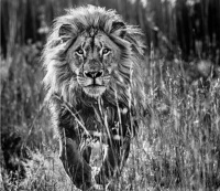 Visions West Gallery :: 1 hot-chicks David :: The Whole Nine Yards