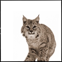 Visions West Gallery :: 1 barn-owl-iii Nine :: Bobcat II