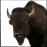 Visions West Gallery :: 1 barn-owl-iii Nine :: Bison II