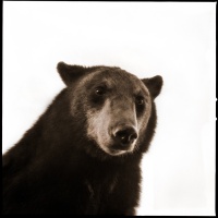 Visions West Gallery :: 1 barn-owl-iii Nine :: Black Bear II