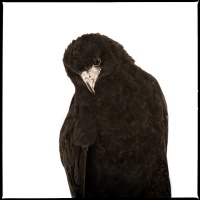 Visions West Gallery :: 1 barn-owl-iii Nine :: Hawk I