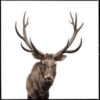 Visions West Gallery :: 1 barn-owl-iii Nine :: Elk I