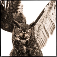 Visions West Gallery :: 1 barn-owl-iii Nine :: Owl VI
