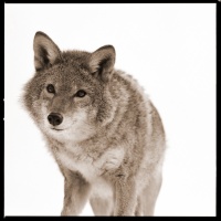 Visions West Gallery :: 1 barn-owl-iii Nine :: Coyote I