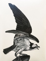 Visions West Gallery :: Bruce :: Osprey (after Audubon)