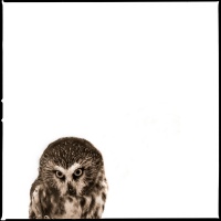 Visions West Gallery :: 1 barn-owl-iii Nine :: Owl IV 