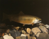 Visions West Gallery :: Bruce :: Hide Your Good Work