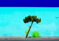 Visions West Gallery :: Bruce :: Peacock