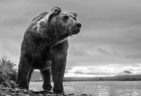 Visions West Gallery :: 1 hot-chicks David :: Predator, 2018, Katmai, Alaska