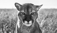 Visions West Gallery :: 1 hot-chicks David :: Smokey, The Mountain Lion, 2018, Montana