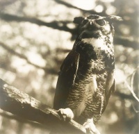 Visions West Gallery :: Bruce :: Great Horned Owl