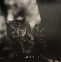 Visions West Gallery :: Bruce :: Screech Owls