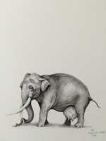 Visions West Gallery :: Bruce :: Elephant with Udders