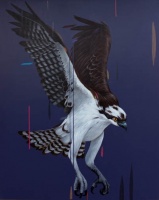 Visions West Gallery :: Bruce :: Osprey