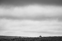 Visions West Gallery :: Bruce :: Frontier