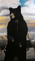 Visions West Gallery :: Bruce :: The Great North American Black Bear Census Project I