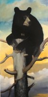 Visions West Gallery :: Bruce :: The Great North American Black Bear Census Project VI