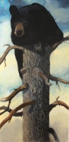 Visions West Gallery :: Bruce :: The Great North American Black Bear Census Project #4