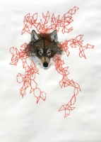 Visions West Gallery :: Bruce :: Wolf Drawing